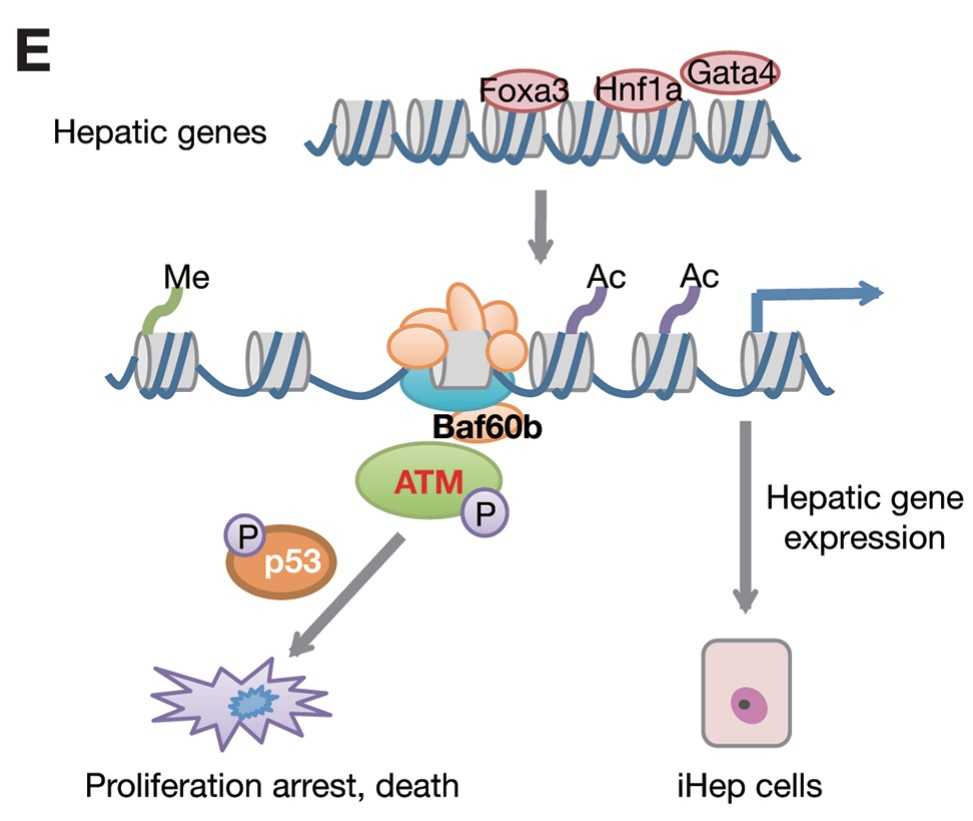 Activation of SMARCD2 and its functions under physiological or pathological conditions.jpg